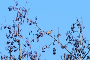 Baardwijkse Overlaat
