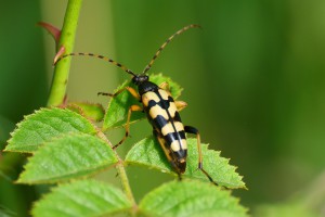 Giersbergse Middel Akker 
