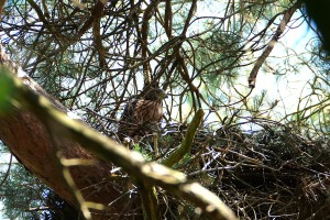 Loonse en Drunense Duinen
