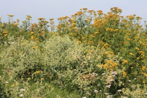 Maas en Uiterwaarden